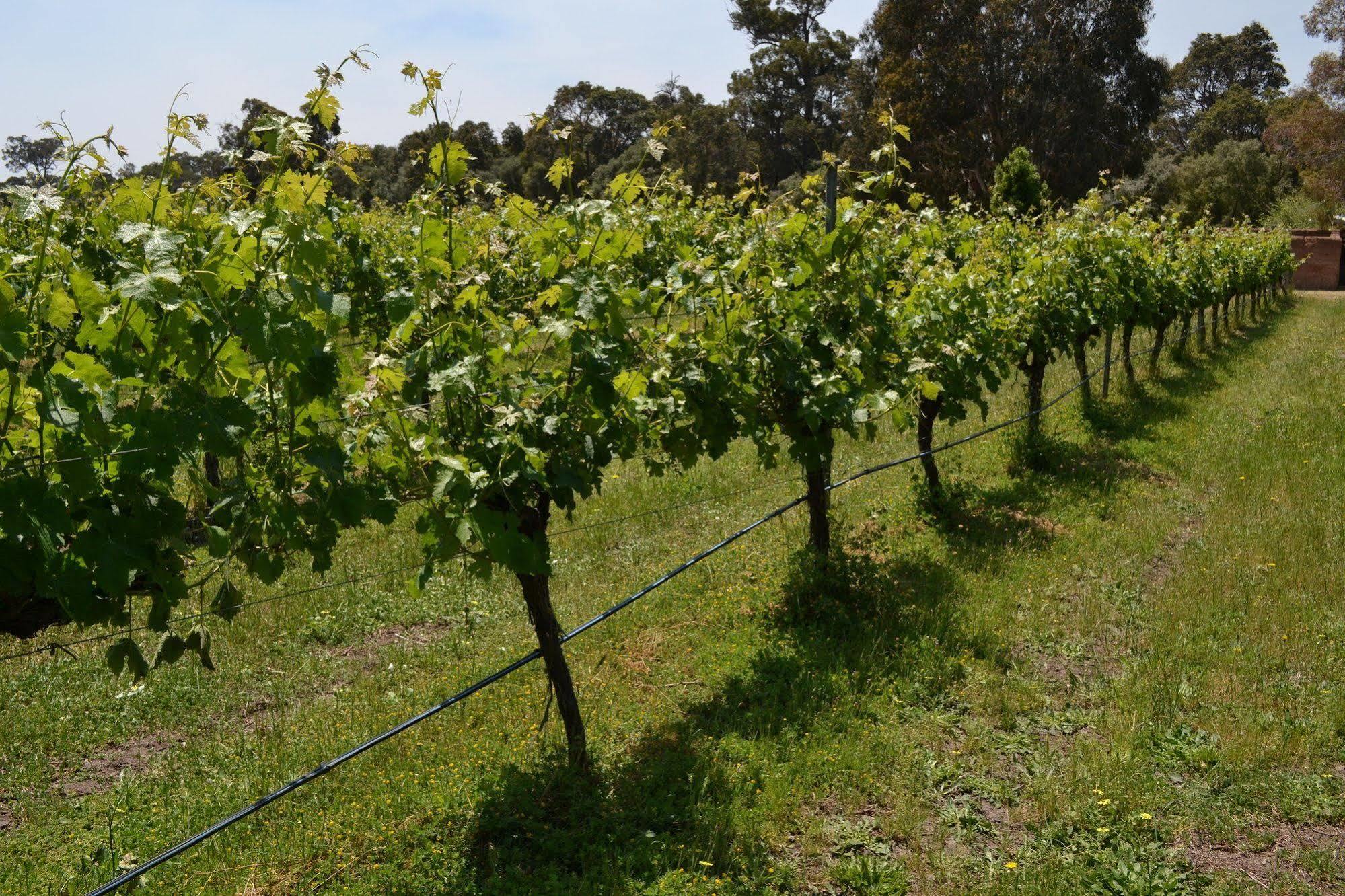 Island Brook Estate Winery And Chalets Margaret River Exterior photo